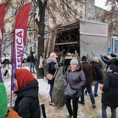 Bezpłatne choinki dla Łodzian